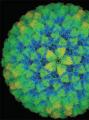 Вирусы – переходная форма от неживой к живой
